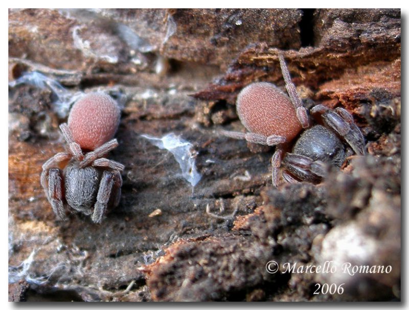 Palpimanus gibbulus3, Godrano, sotto corteccia eucalipto, 3 dicembre 2006.jpg