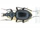 tn_Cychrus angulicollis - Copia.JPG