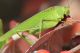 Phaneroptera sp03_cr.jpg