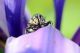 _DSC8000acrt_cr.jpg