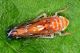 Scaphoideus-titanus_049a_GSeljak.jpg