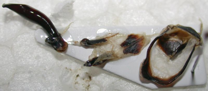 genitali C.coriaceus.jpg