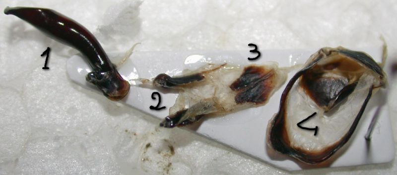 genitali C.coriaceus numerati.jpg