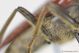 Vadonia bipunctata_globicollis male2 femur.JPG
