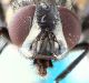 Mosca scermata carta.jpg