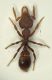 Formica1c 2mm.JPG