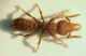 Formica1b 2mm.JPG