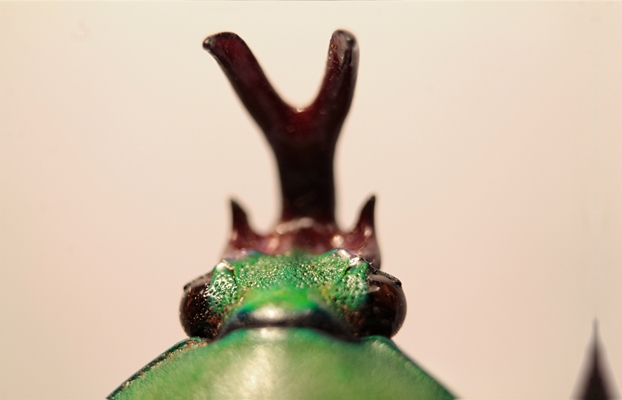 Eudicella tetraspilota euthaliamod.jpg