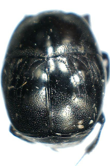 semistriatus.jpg