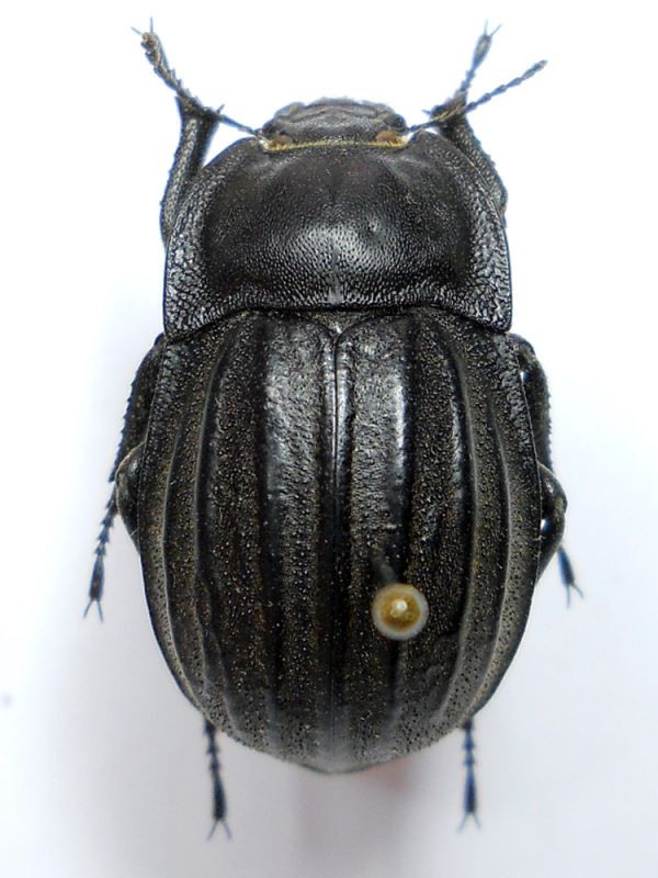 centralis volubilitana f.jpg