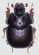 B. bocchus red firm.jpg