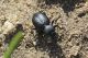 Pachychila_frioli_Maccarese_2-XI-2012_CN274.JPG