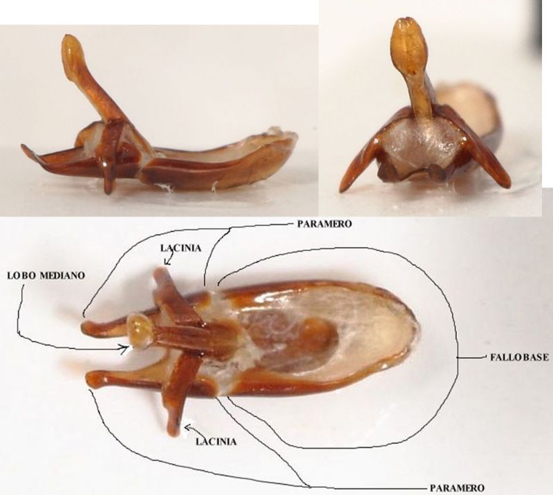 Dendarus coarticollis.jpg