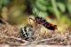 Rhynocoris annulatus61_cr.jpg