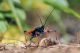 Rhynocoris annulatus49.jpg