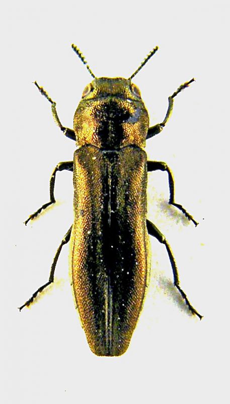 Agrilus_antiquus.jpg