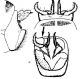 Stenophylax permistus.jpg