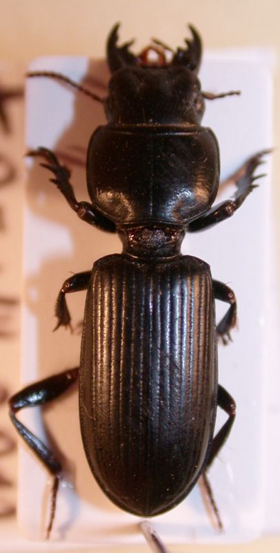 Parallelomorphus terricola 2.jpg