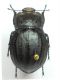 lapini babberrettiana f.jpg