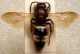 Mutilla europaea Linnaeus, 1758 - Mutillidae, Mutillinae.JPG