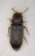 Anobiidae 2 - Policoro.jpg