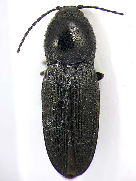 Cardiophorus_dolini.jpg