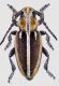 Ib. circumcinctum female RED firm.jpg