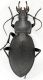 Carabus 2.jpg
