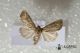 Leucania-obsoleta-(cf)-♀.jpg