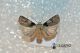 Agrotis-puta-(cf)-♀.jpg
