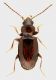 Carabidae_Maccarese_2-XI-2012_2,2mm_grey#EdMA.jpg