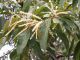 IMG_1584 Castanopsis.JPG