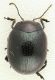 Chrysomelidae 7mm.jpg