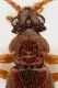 Faronus  lafertei Aubé, 1844.jpg
