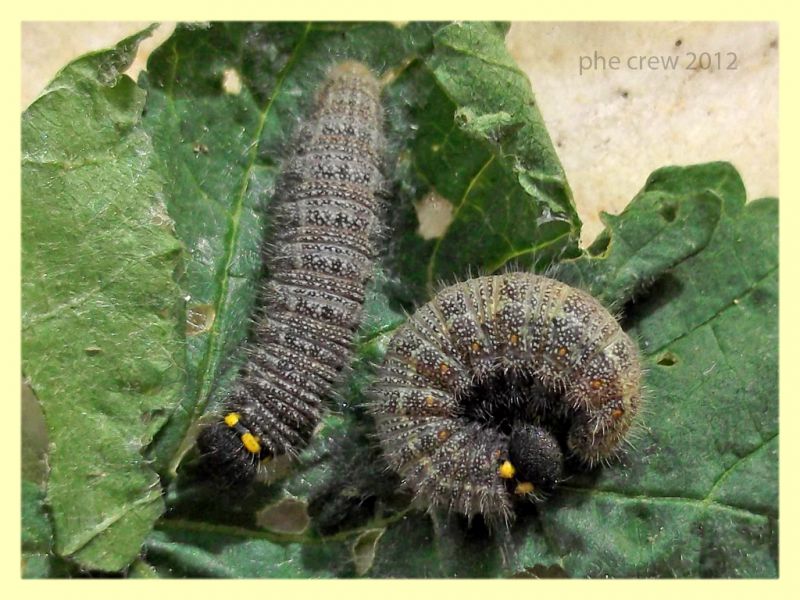 probabile Carcharodus alceae Hesperidae 23 mm circa - 10.10.2012 (2).jpg