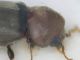 Anobiidae 2b - Policoro.jpg