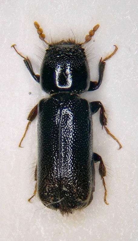 Bostrychidae - Guiglia.jpg