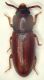 A Palorus1 3mm Ziribega.JPG