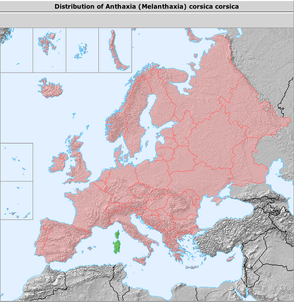 Anthaxia corsica corsica Reiche 1861.jpg