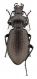 Comb0492_18jcr.jpg