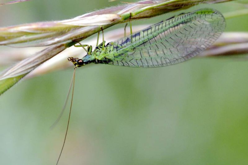 Chrysoperla carnea13_cr.jpg