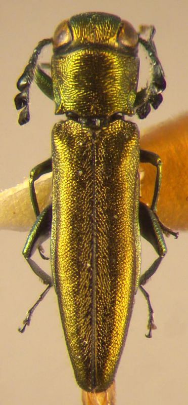 Agrilus rhopalocerus copia.JPG