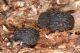 IMG_5722_Bolitophagus_interruptus.jpg