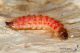 IMG_5700_larva.JPG