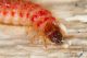 IMG_5703_larva.JPG