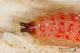 IMG_5704_larva.JPG