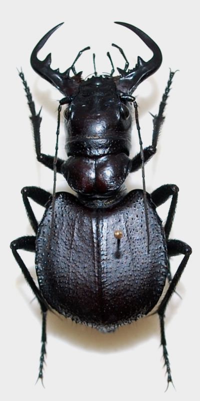 Manticora scabra Klug, 1849.JPG