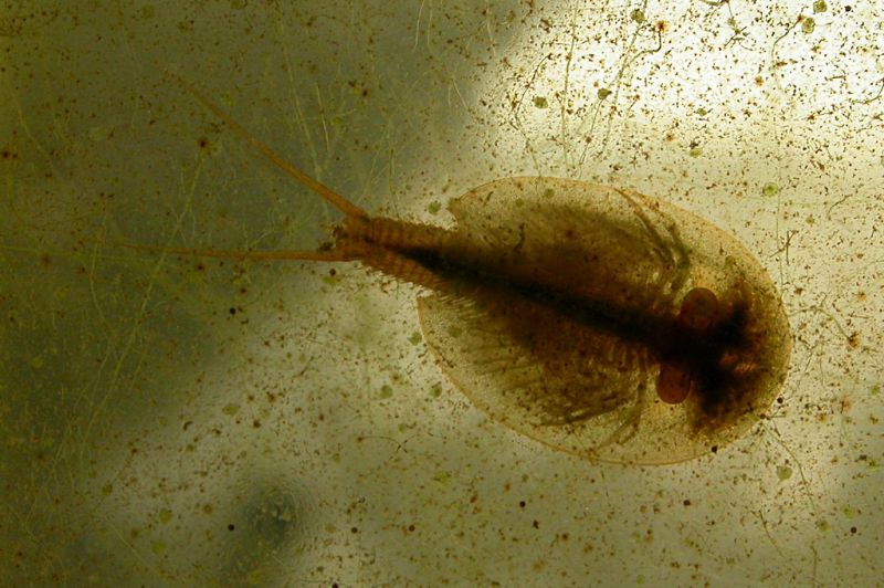 Triops_cancriformis_Bosco-Nettuno_2-II-2007.jpg