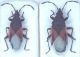 Oxycarenus_lavaterae.jpg