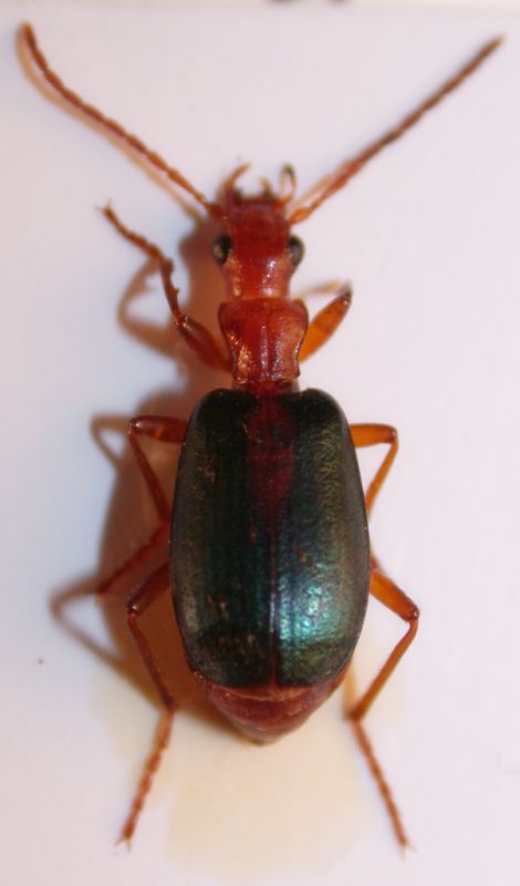 brachinus 1.jpg